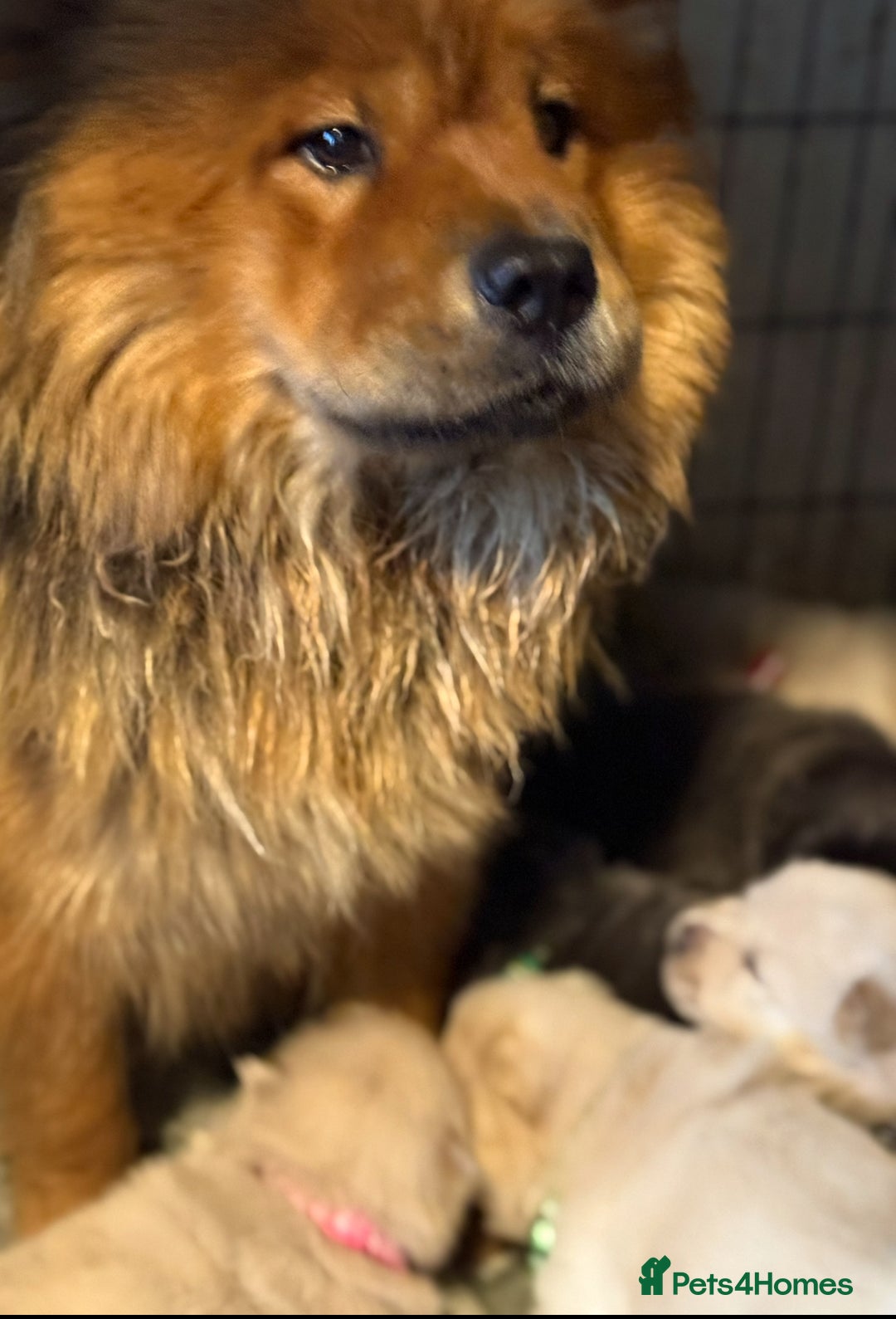 Chow Chow dogs for sale: KC Reg Chow Chow Puppies  - Advert 2