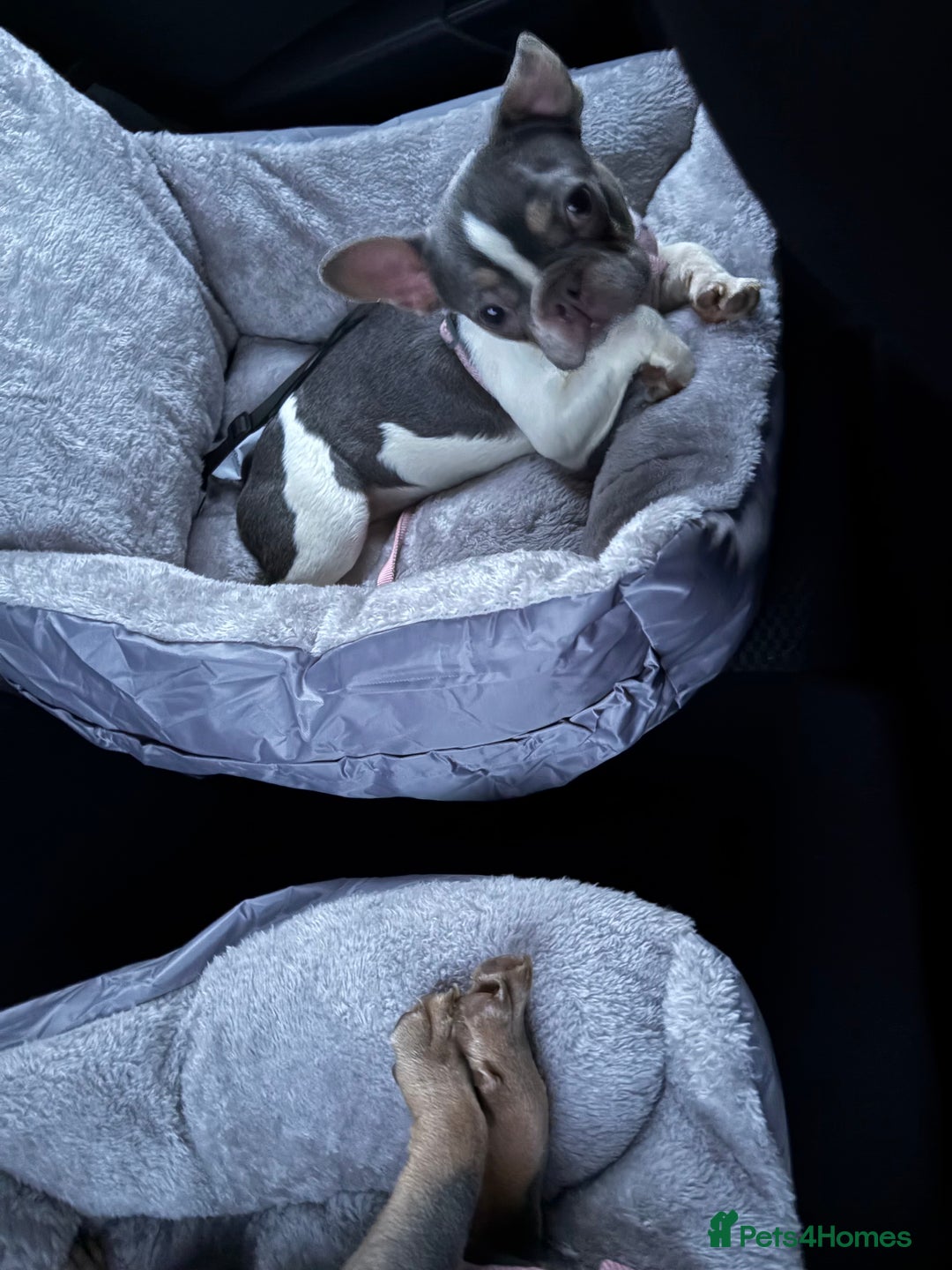 French Bulldog dogs for sale: 2 French bulldog sisters  - Advert 6