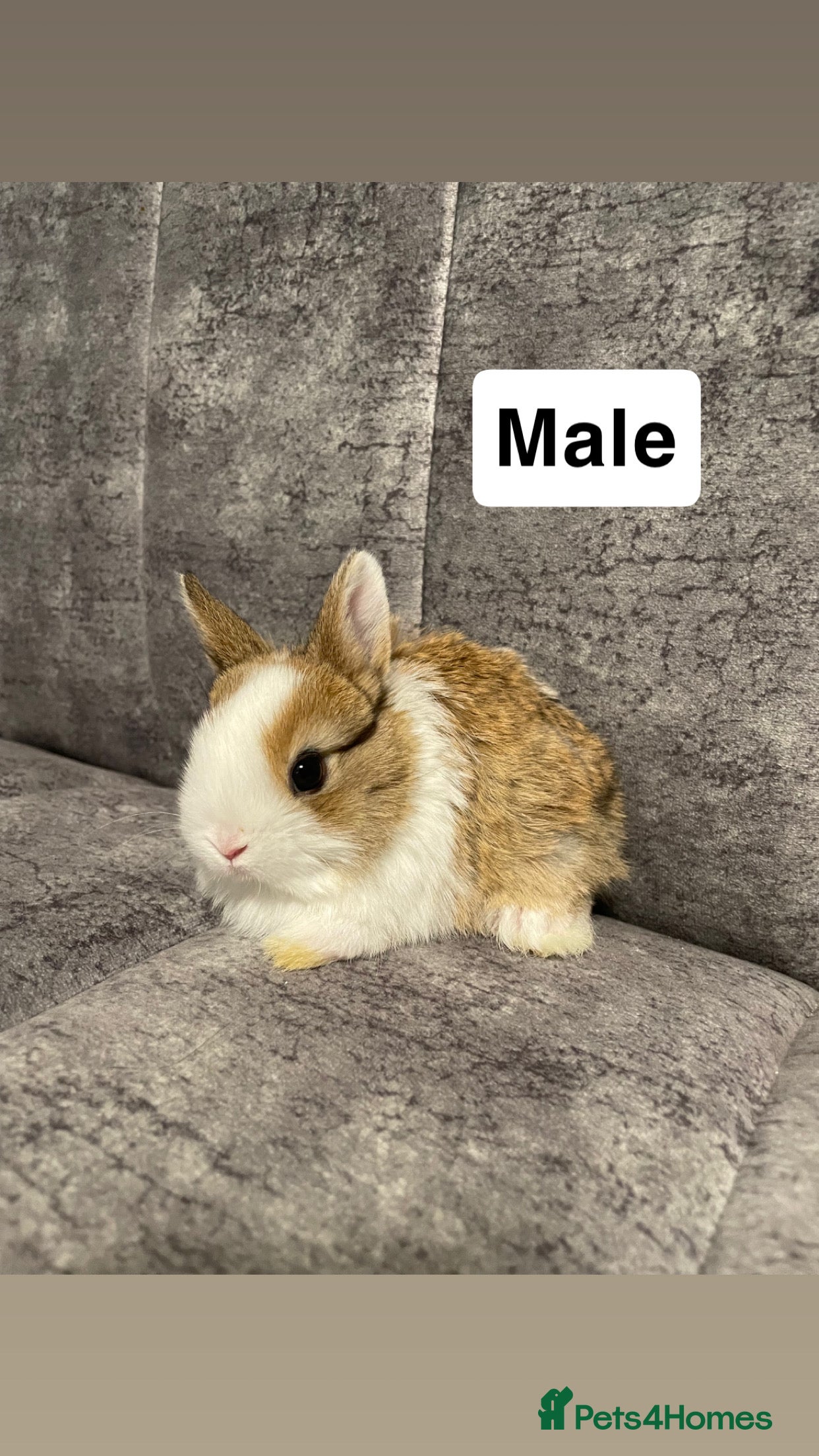 Mixed Breed rabbits mini lop/netherland dwarf - Advert 16