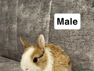 Mixed Breed rabbits mini lop/netherland dwarf - Advert 16