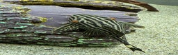 Plecos fish for sale: Plecos for sale  - Advert 6
