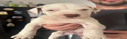 American Bulldog dogs for sale: My beautiful Bella has had her first litter - Advert 4