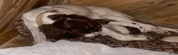 Sprocker dogs for sale: Sproker puppies born 21/9/2026 - Advert 1