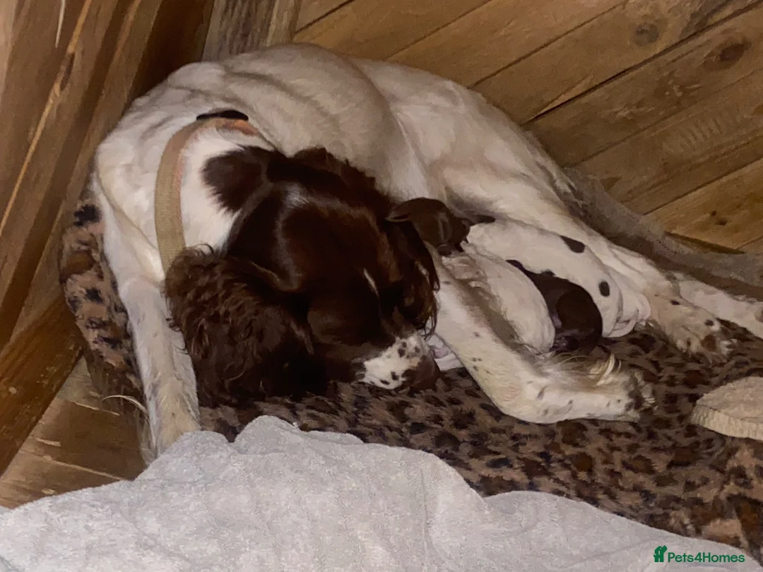 Sprocker dogs for sale: Sproker puppies born 21/9/2026 - Advert 1