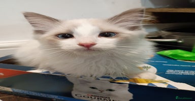 Ragdoll cats - Advert 2