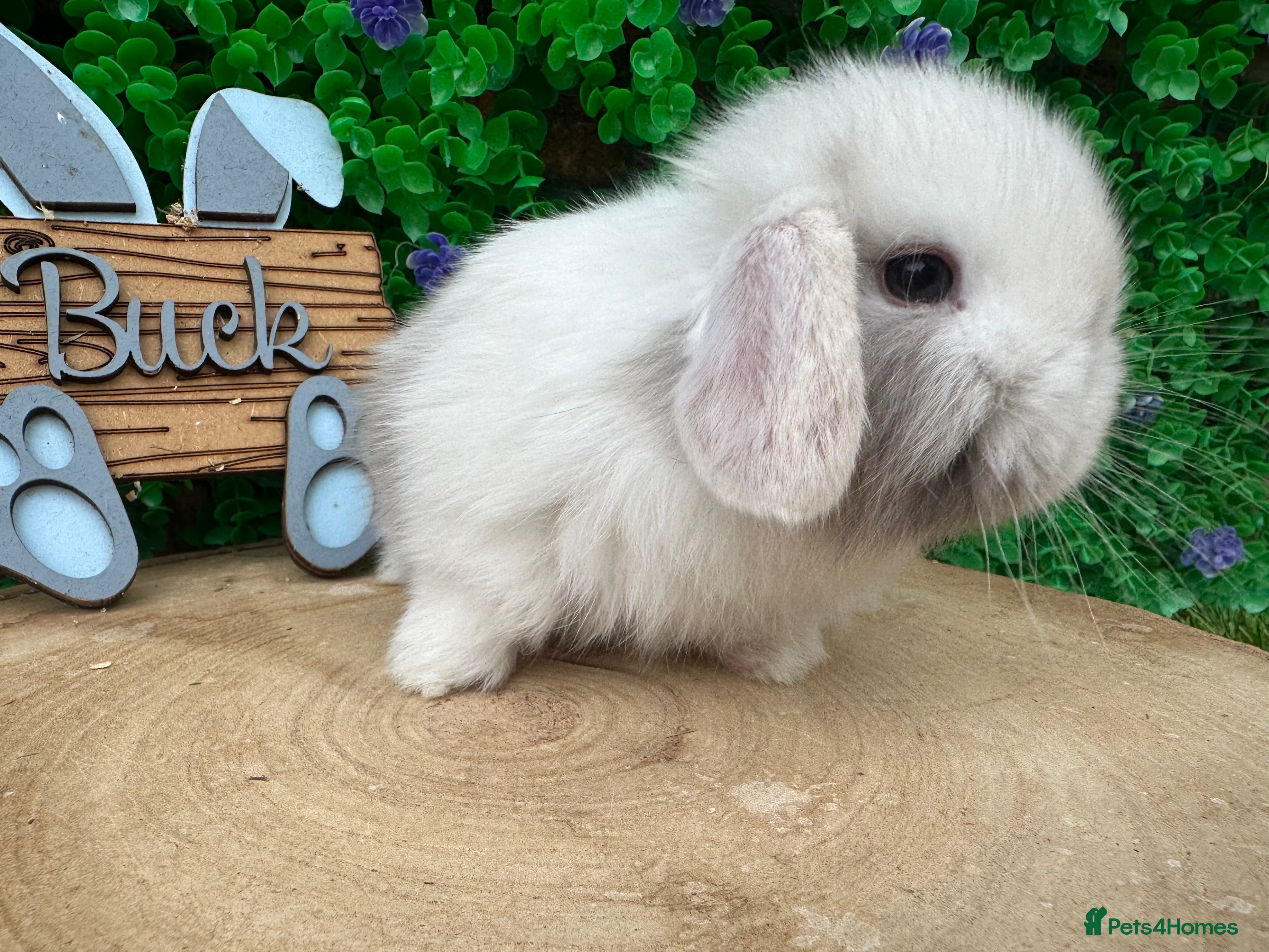Mini Lop rabbits Stunning purebred mini lops - Advert 10