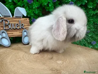 Mini Lop rabbits Stunning purebred mini lops - Advert 10