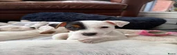 Jack Russell dogs for sale: Beautiful litter of 7 amazing Jack Russel puppies - Advert 3