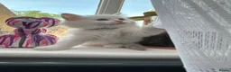 Ragdoll cats for sale: Ragdool x kittens in Scunthorpe - Advert 6