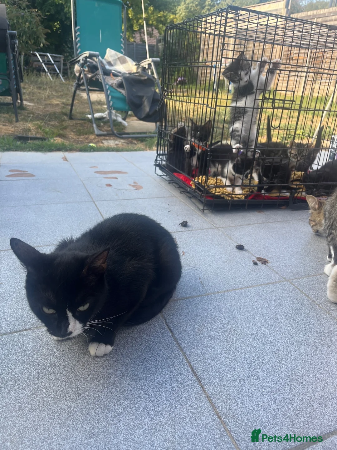 Mixed Breed cats for sale: 9 beautiful kittens - Advert 1