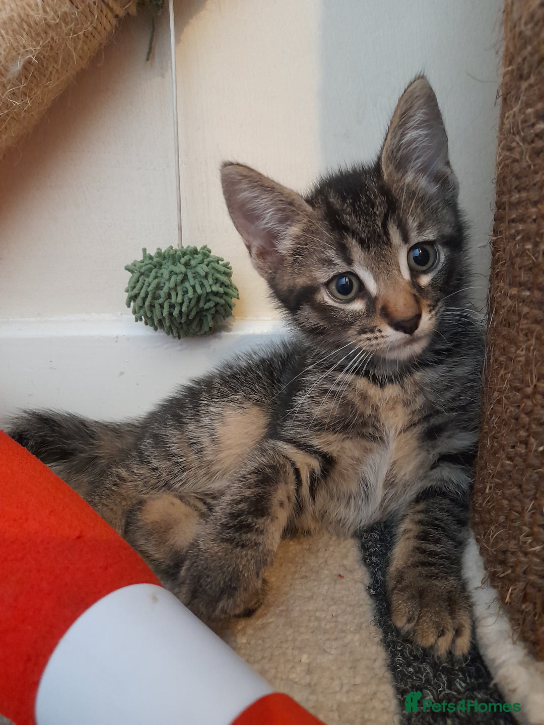 Mixed Breed cats for sale: Kittens available  - Image 5