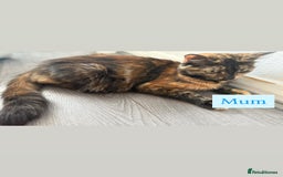 British Shorthair cats for sale: Kitten - Image 5