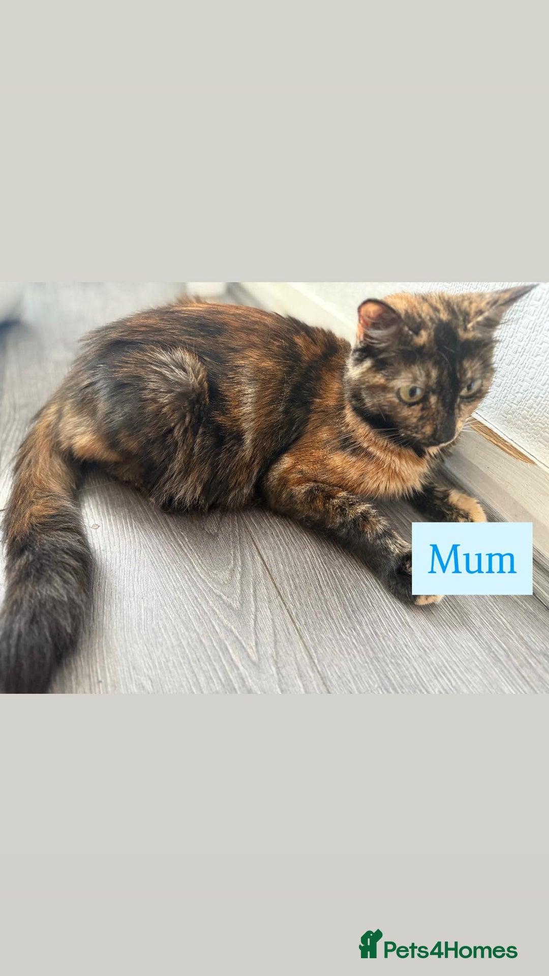 British Shorthair cats for sale: Kitten - Image 5
