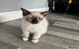 Ragdoll cats for sale: Pure ragdoll kitten coming with all essentials  - Image 2