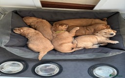 Cocker Spaniel dogs for sale: Male cocker spaniel puppy  - Image 2