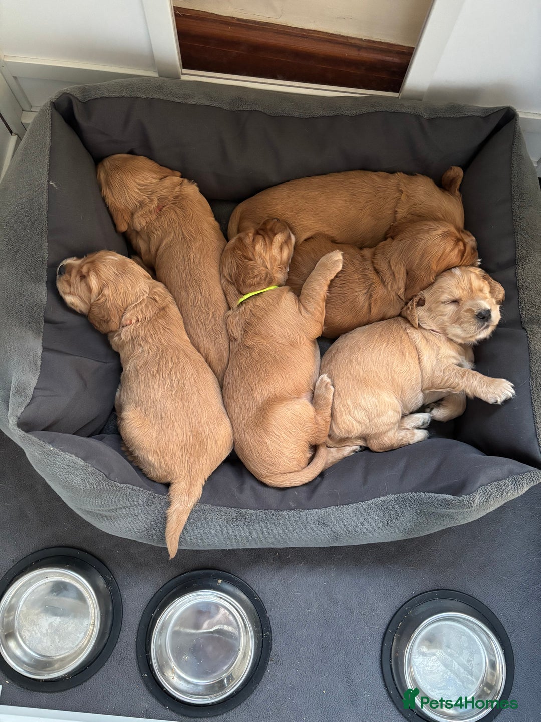Cocker Spaniel dogs for sale: Male cocker spaniel puppy  - Image 2