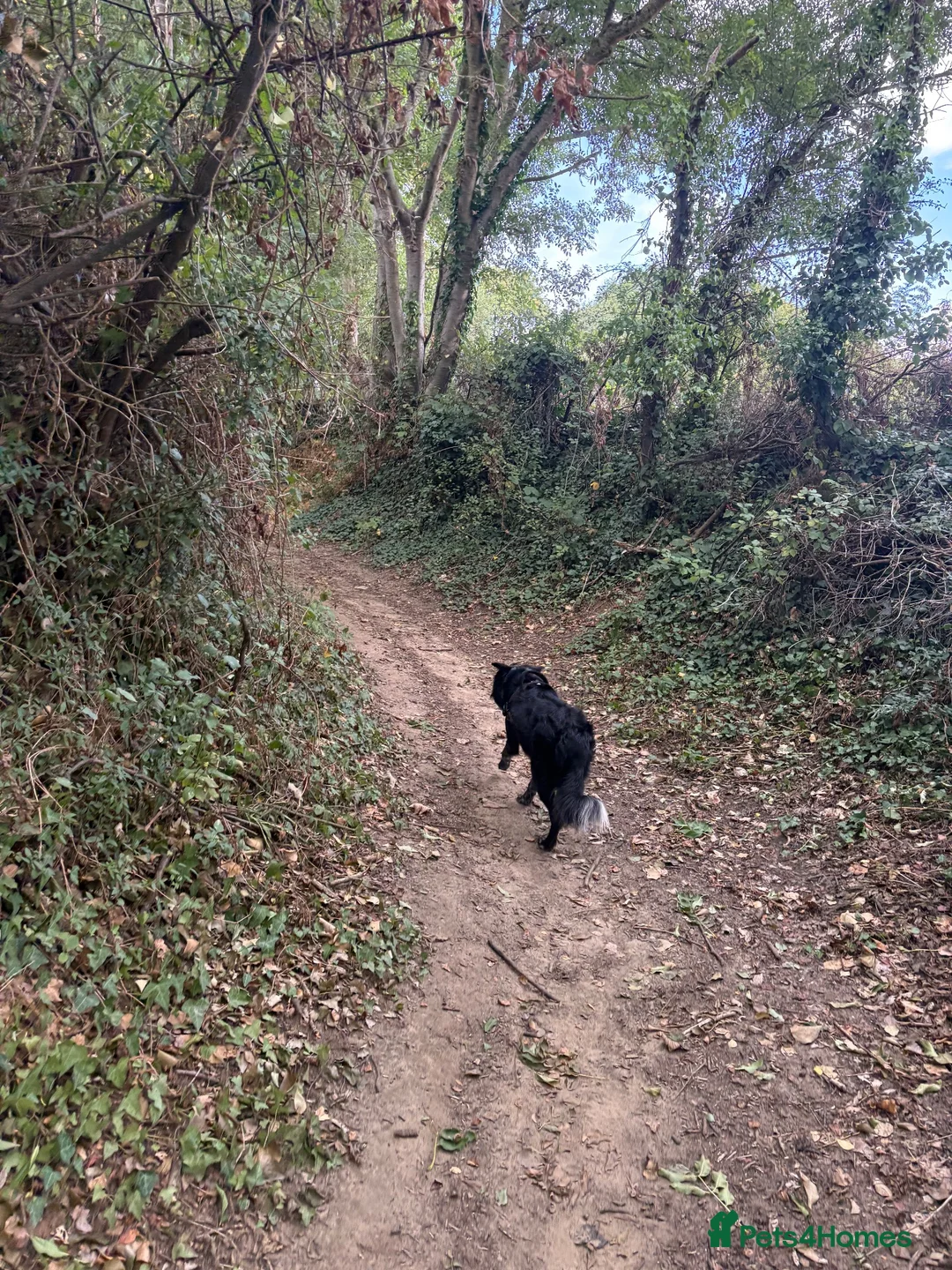 Border Collie dogs for sale: Jet the collie in Yeovil - Advert 5