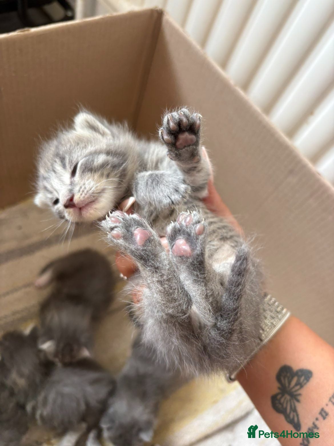 Maine Coon cats Mainecoon kittens blue/slivers greys  - Advert 10