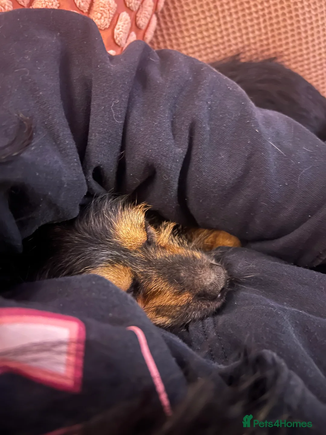 Mixed Breed dogs for sale: Milo and dinky - Advert 3