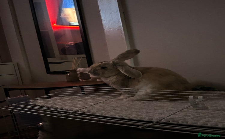 Mini Lop rabbits - Advert 1