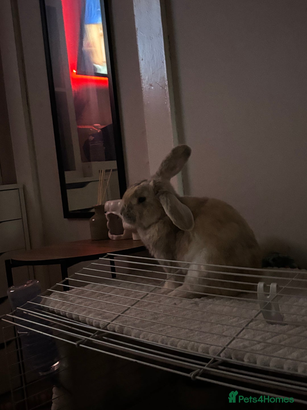 Mini Lop rabbits for sale: Reggie mini lop male 2 years old almost  - Image 1