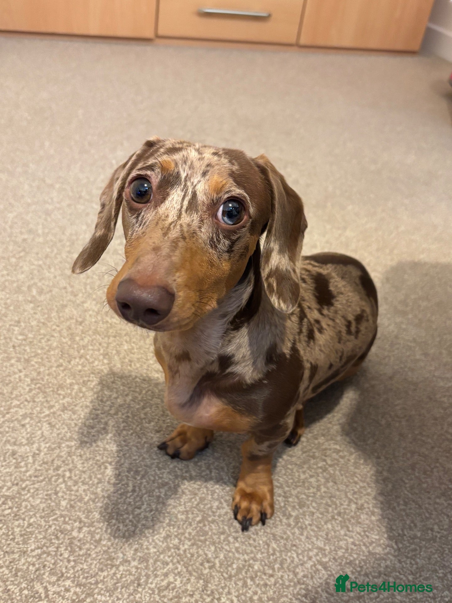 Miniature Dachshund dogs Rehoming  - Advert 15