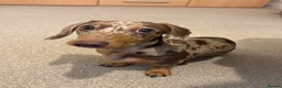 Miniature Dachshund dogs for sale: Rehoming  - Advert 1