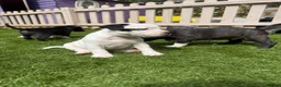 Staffordshire Bull Terrier dogs for sale: Staffordshire bull terriers for sale  - Advert 28