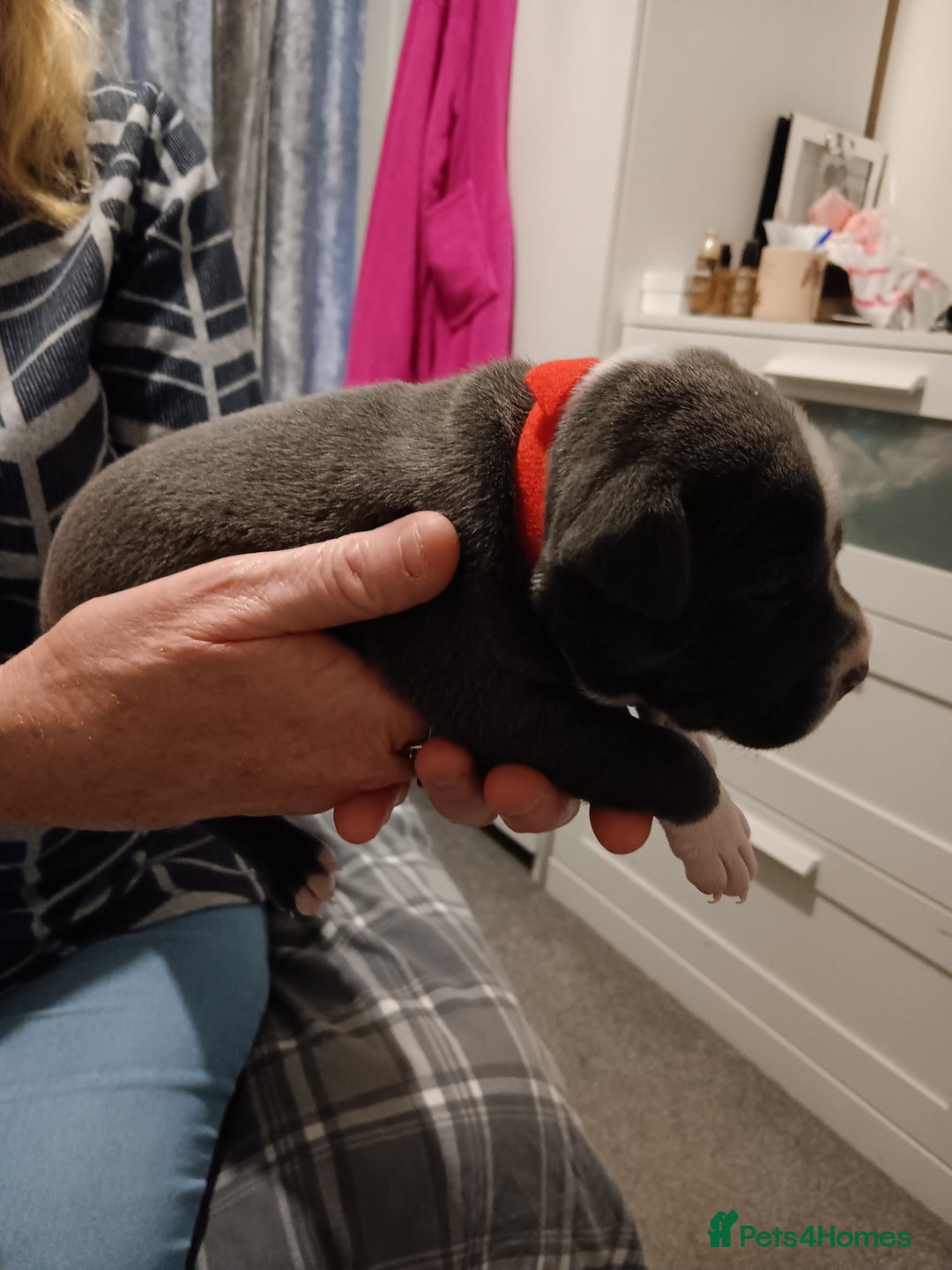 Staffordshire Bull Terrier dogs for sale: Blue staffordshire bull terrier puppies - Image 6