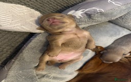 Chihuahua dogs for sale: One of a kind ChiPin Puppies - Image 15
