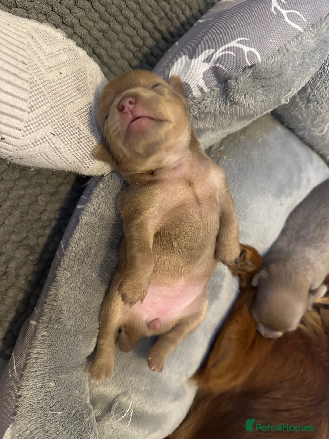 Chihuahua dogs for sale: One of a kind ChiPin Puppies - Image 15