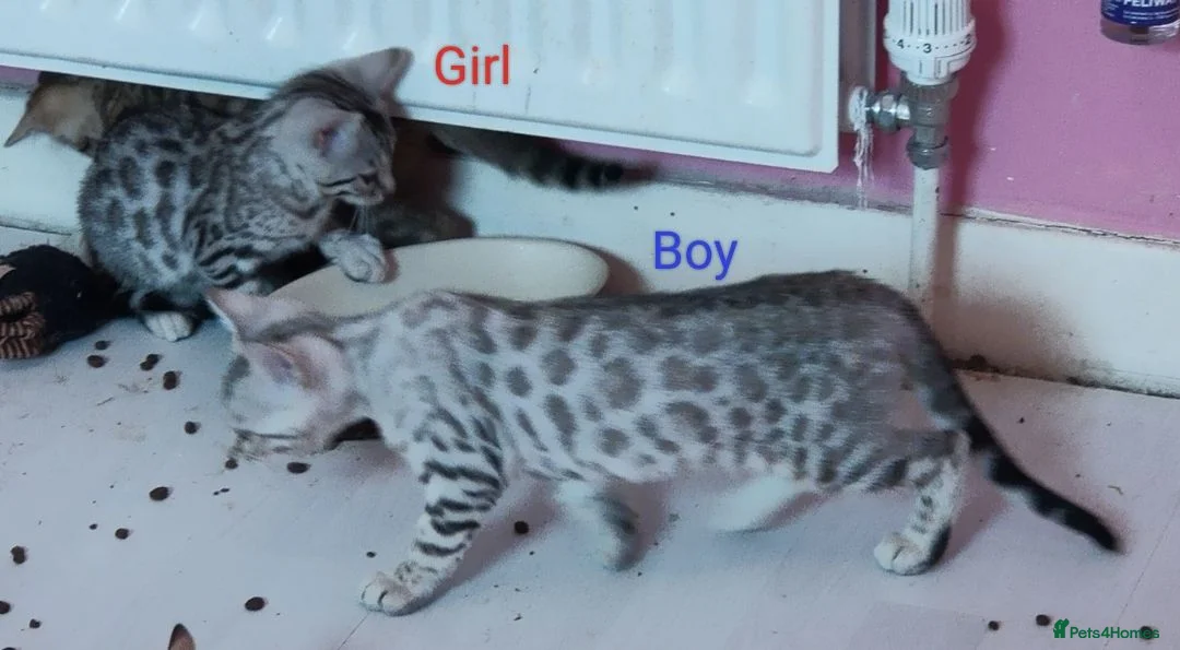 Bengal cats for sale: Silver Rosetted Bengal Kittens  in Bootle - Advert 2