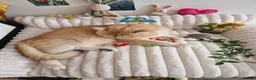 British Longhair cats for stud: Golden GCCF BSH stud with Longhair gene NY12  - Advert 3
