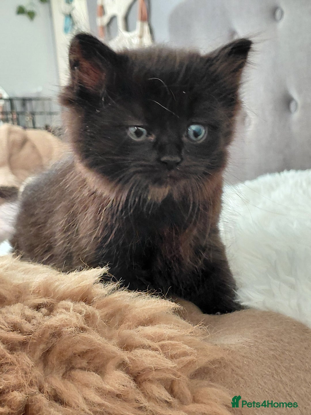 Mixed Breed cats for sale: Adorable mixed x russian blue x ragdoll - Advert 6