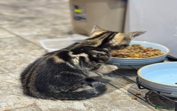 Mixed Breed cats for sale: Tuxedo/tabby mix bread cat - Image 13