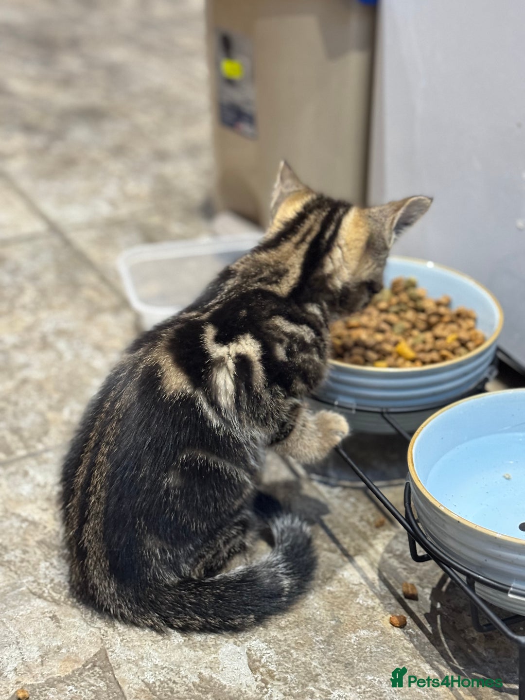Mixed Breed cats for sale: Tuxedo/tabby mix bread cat - Image 13