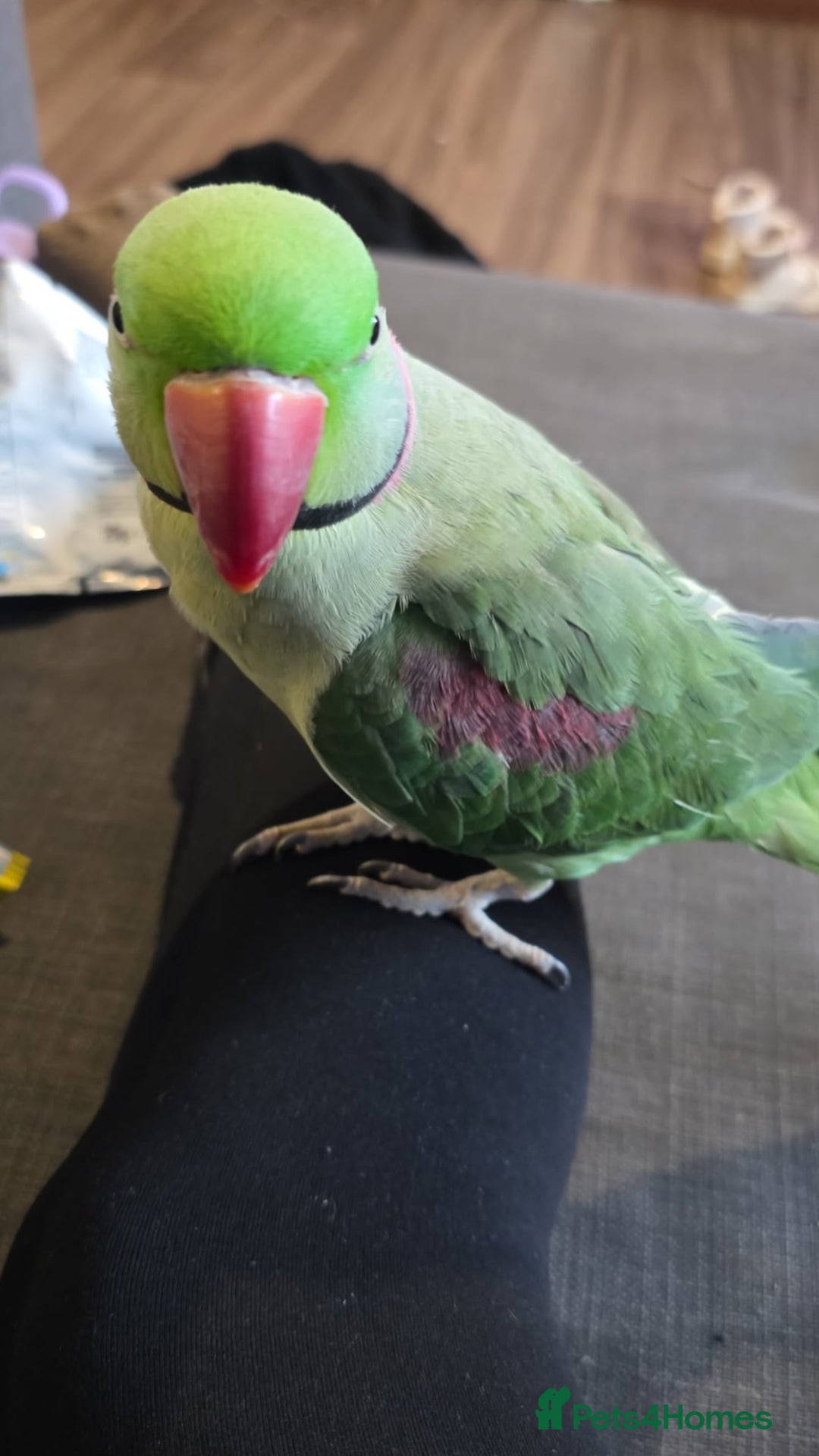 Parakeets birds for sale: Alexandrine parakeet - Advert 1