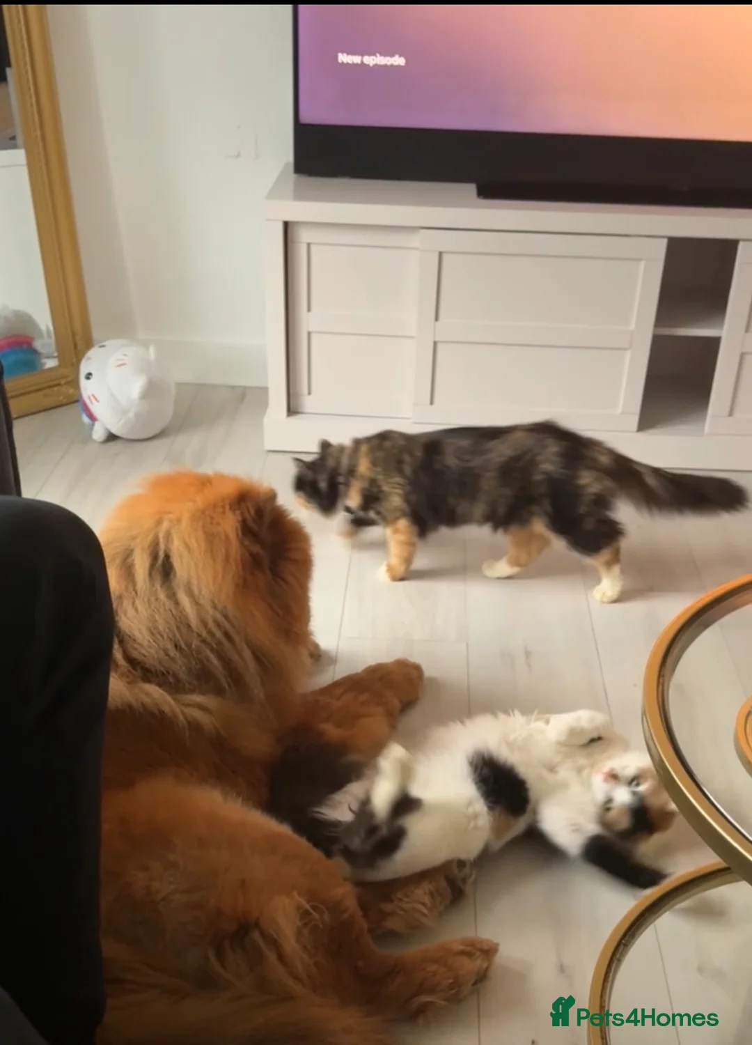 Mixed Breed cats for sale: 2 separate litters! 2 mamas 12 kittens. - Advert 1
