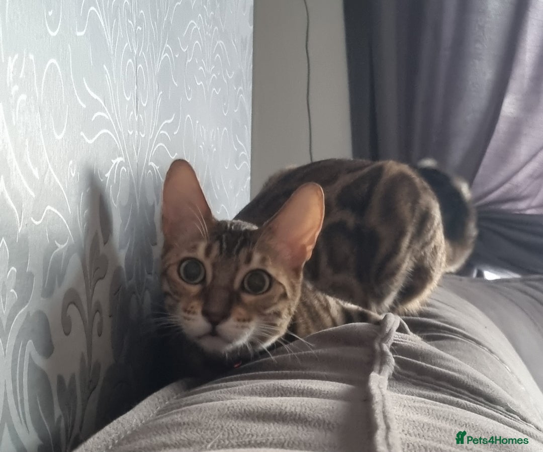 Bengal cats for sale: Female Bengal Cat Adult NOT KITTEN  - Image 2