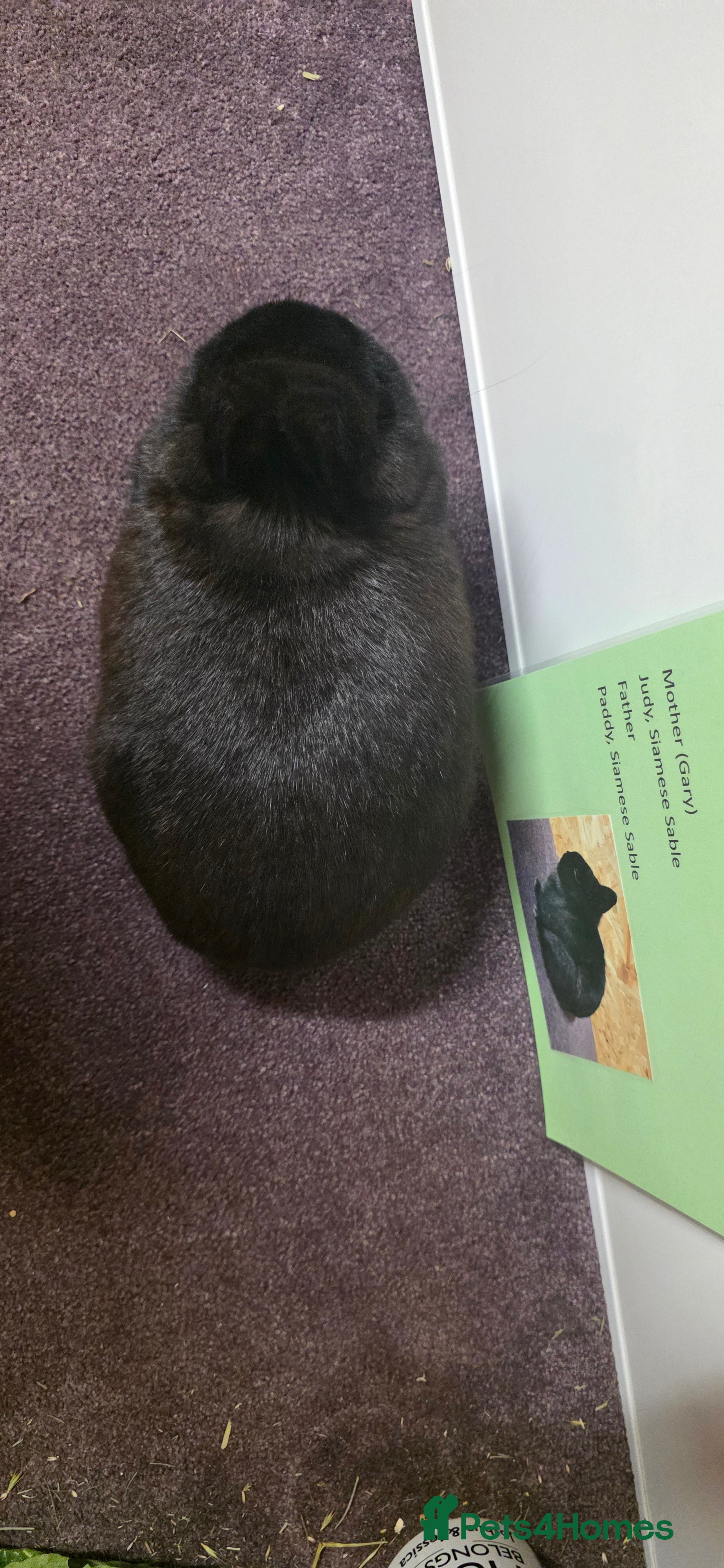 Netherland Dwarf rabbits Netherland dwarf bunnies available  - Advert 11