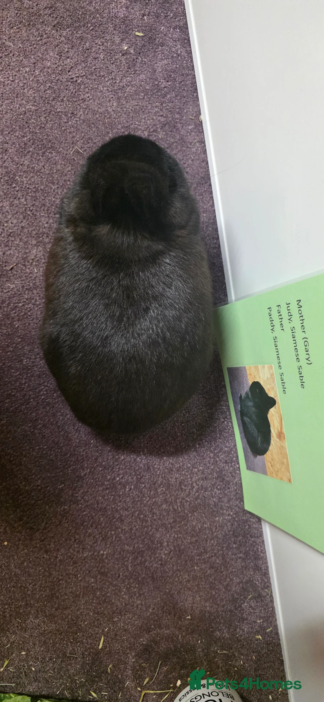 Netherland Dwarf rabbits for sale: Netherland dwarf bunnies available  - Advert 8