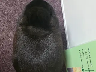 Netherland Dwarf rabbits Netherland dwarf bunnies available - Advert 11