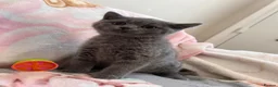 British Shorthair cats for sale: British Shorthair Kittens in Rochester - Advert 9