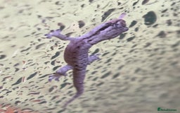 Gecko reptiles for sale: Baby mourning geckos for sale!  - Advert 2