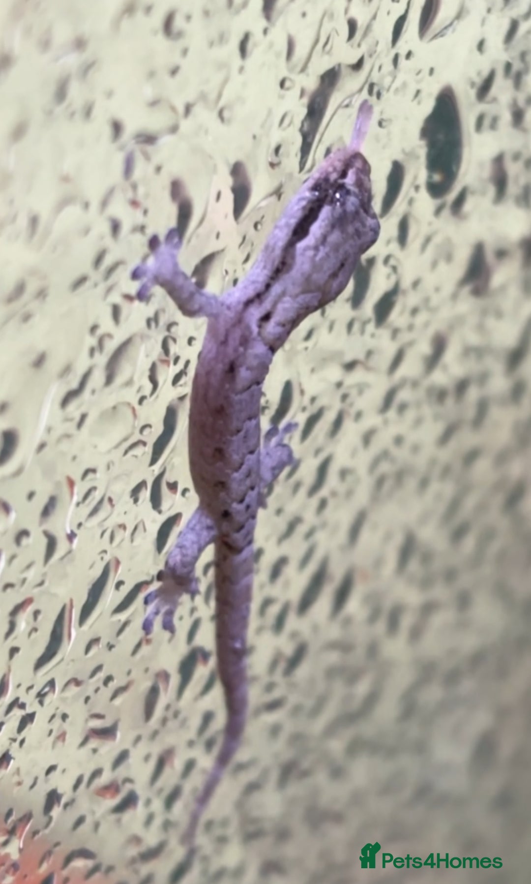 Gecko reptiles for sale: Baby mourning geckos for sale!  - Advert 2
