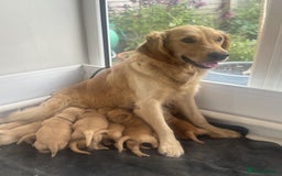 Golden Retriever dogs for sale: KC reg Goldie puppies Available  - Image 4