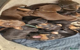 Dobermann dogs for sale: 3 Male Top Line Dobermans - Image 13