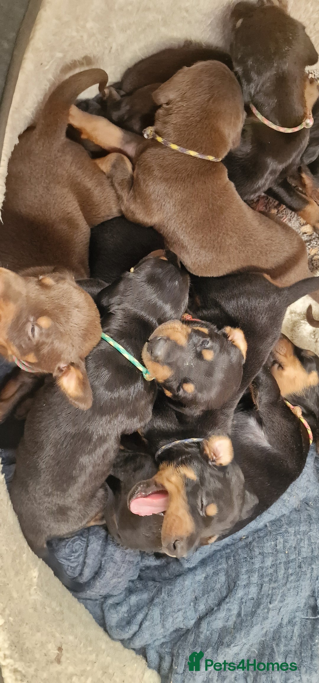 Dobermann dogs for sale: 3 Male Top Line Dobermans - Image 13