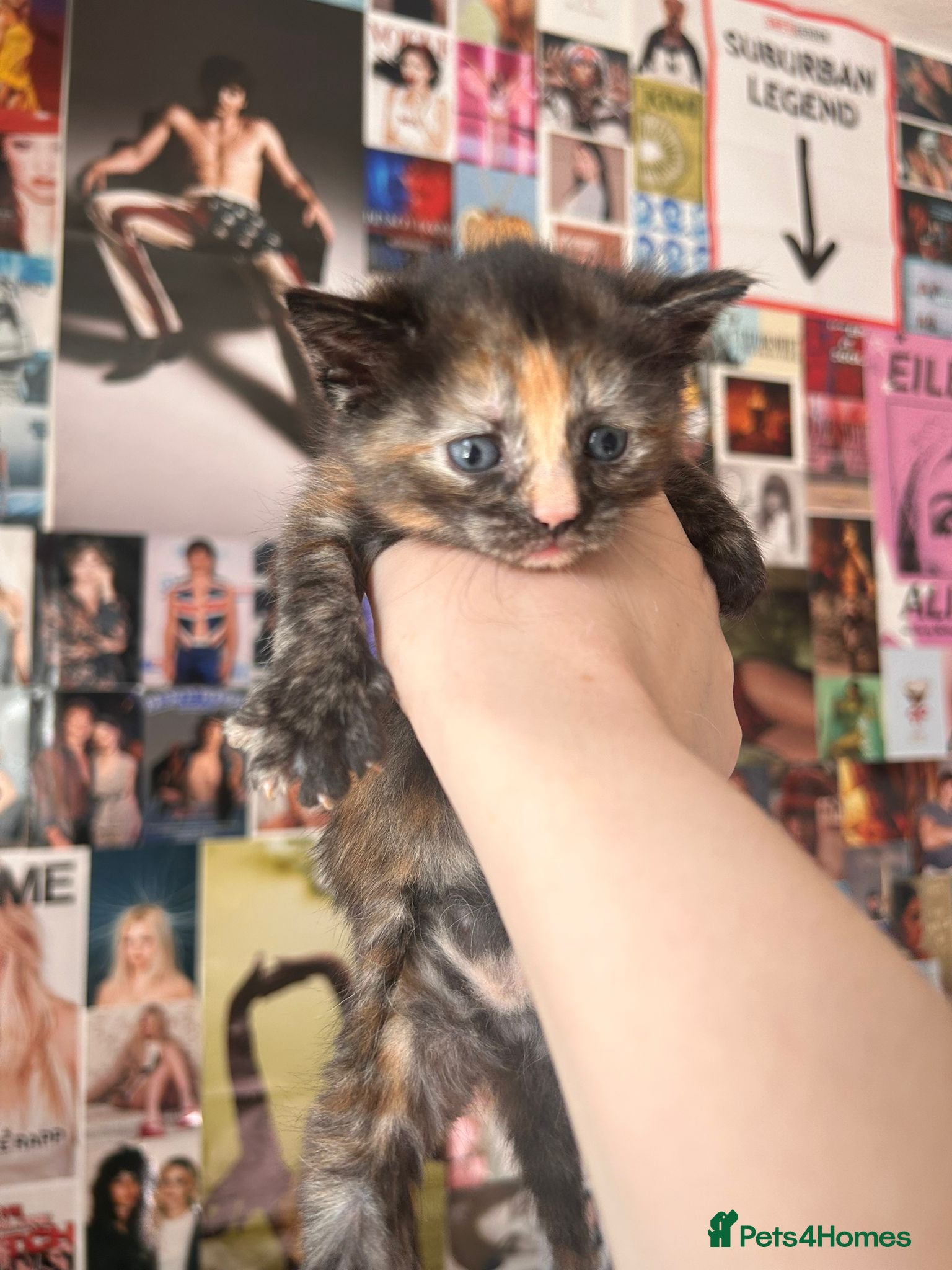 Mixed Breed cats kittens - Advert 2