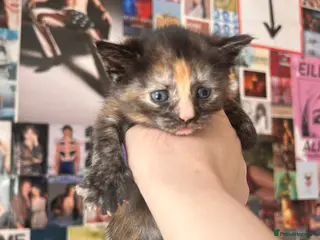 Mixed Breed cats kittens - Advert 1